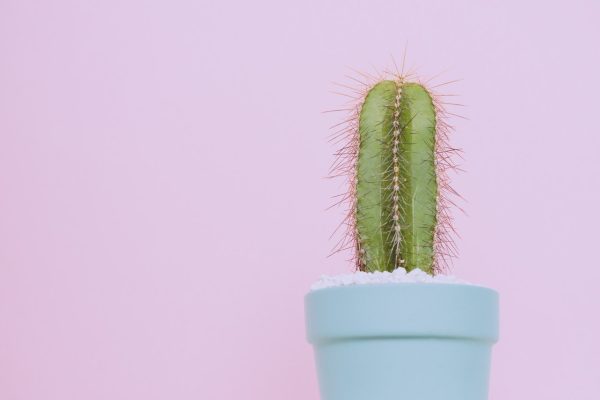 Assorted Planters - Image 3