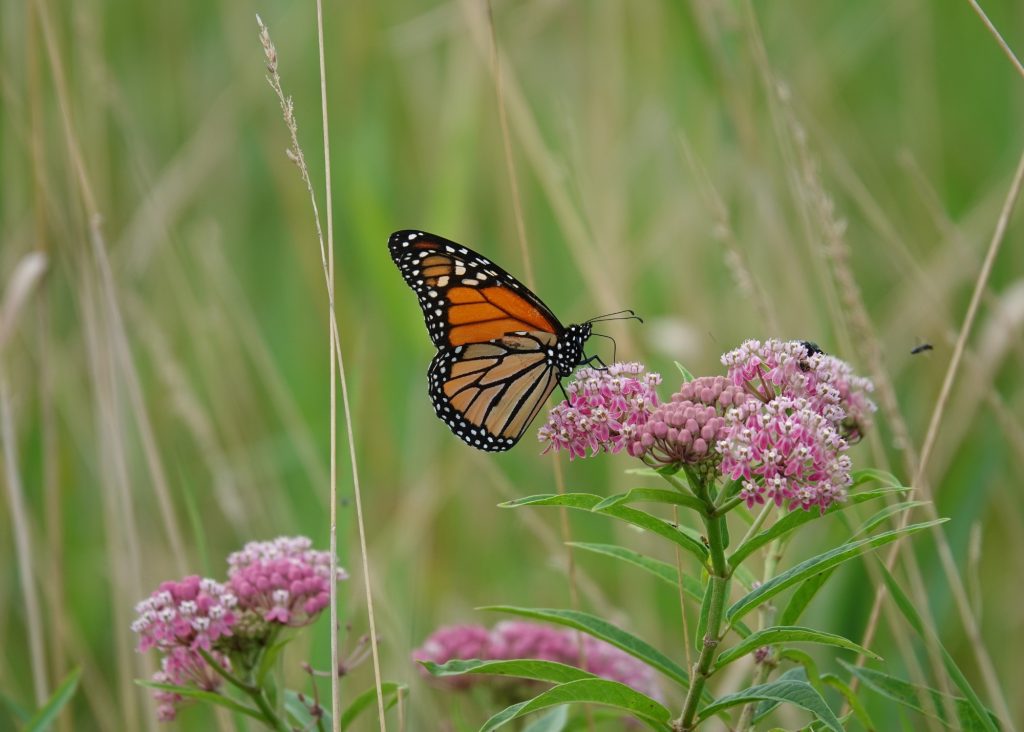 Got Milkweed?