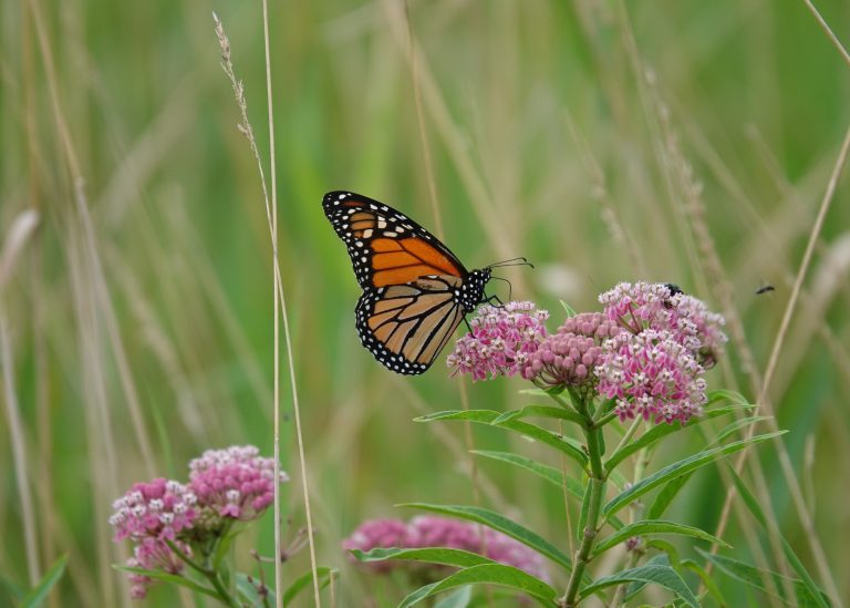 Got Milkweed?