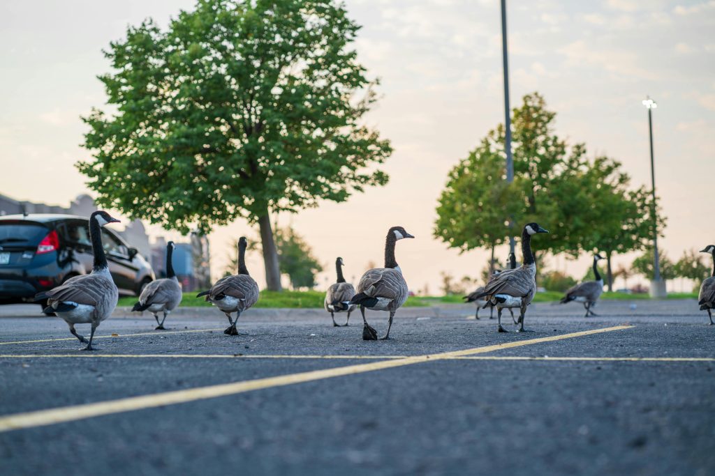 On A Wild Goose Chase: Getting Geese to Honk Off